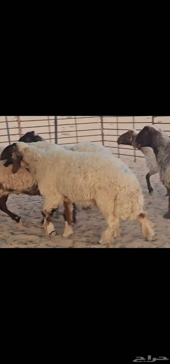 للبيع حيل صنف الصنف فاخرة 1