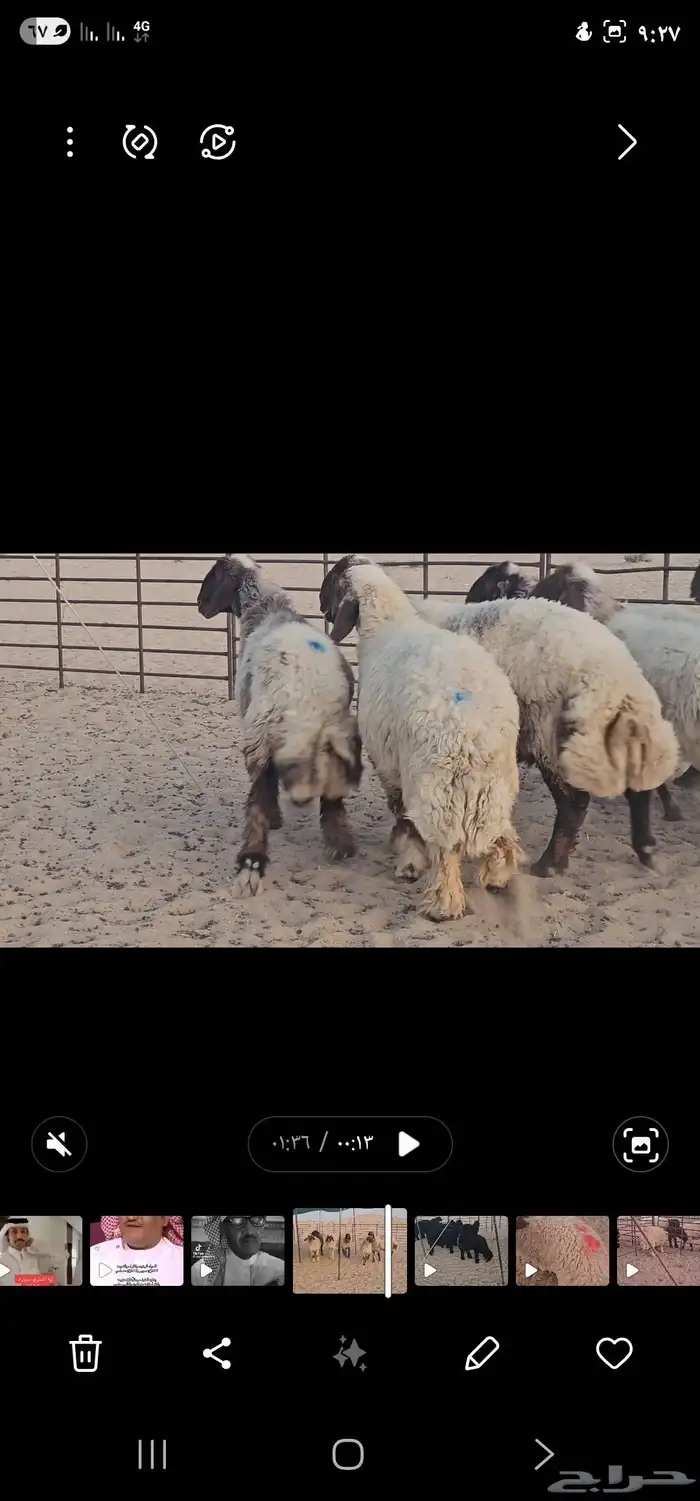 للبيع حيل صنف الصنف فاخرة 2