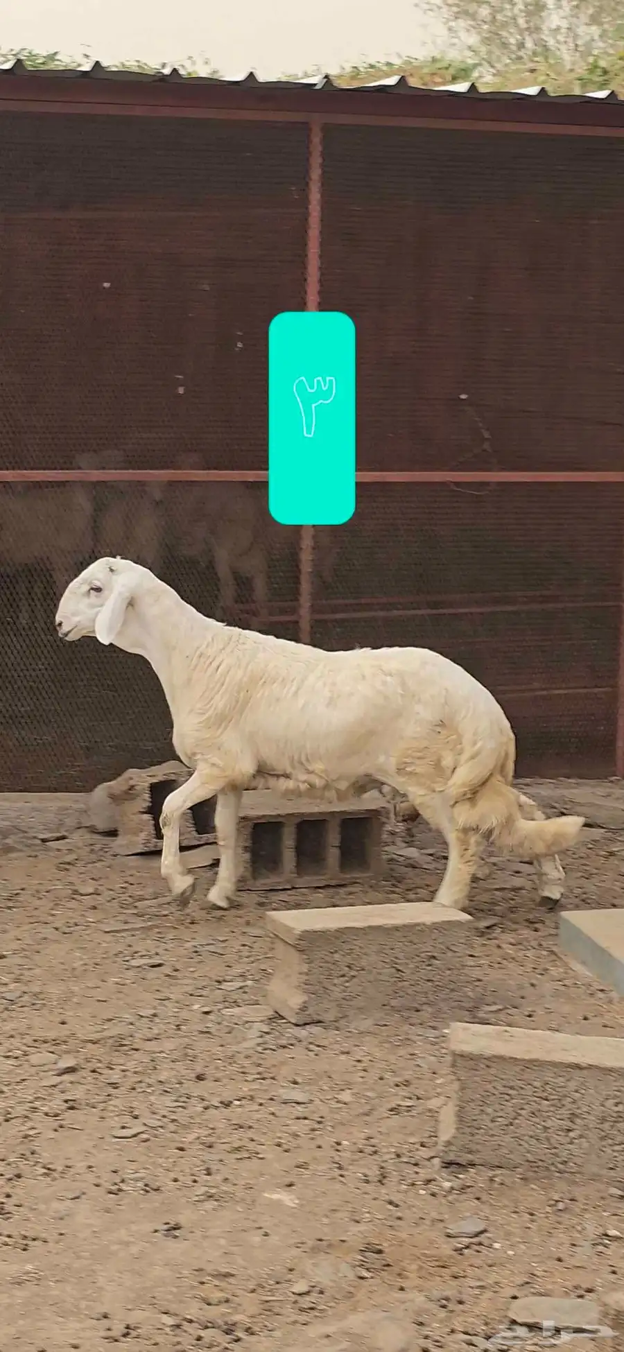 مشاريع فحول 5