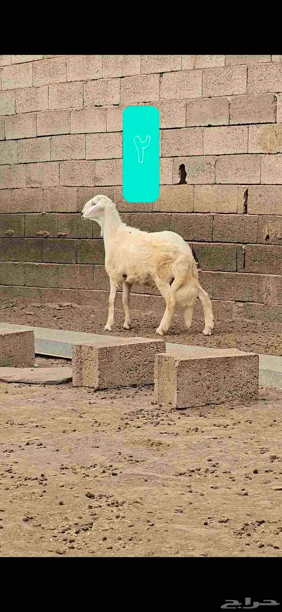 مشاريع فحول 3