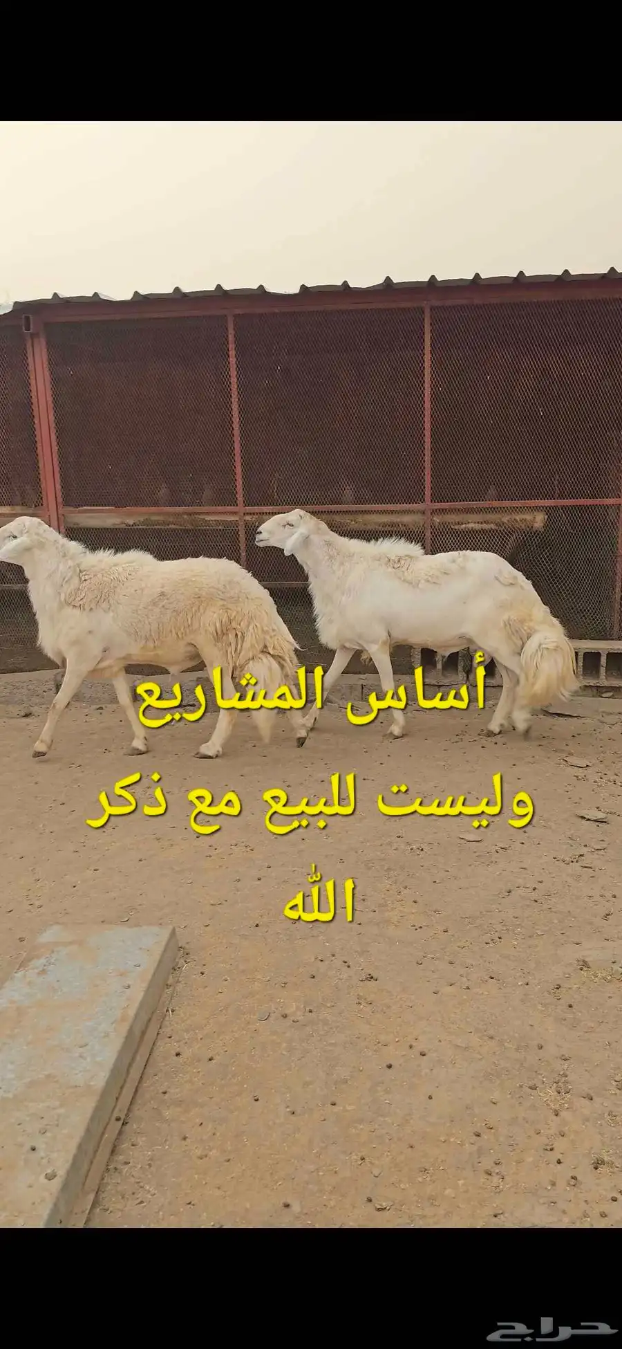مشاريع فحول 0