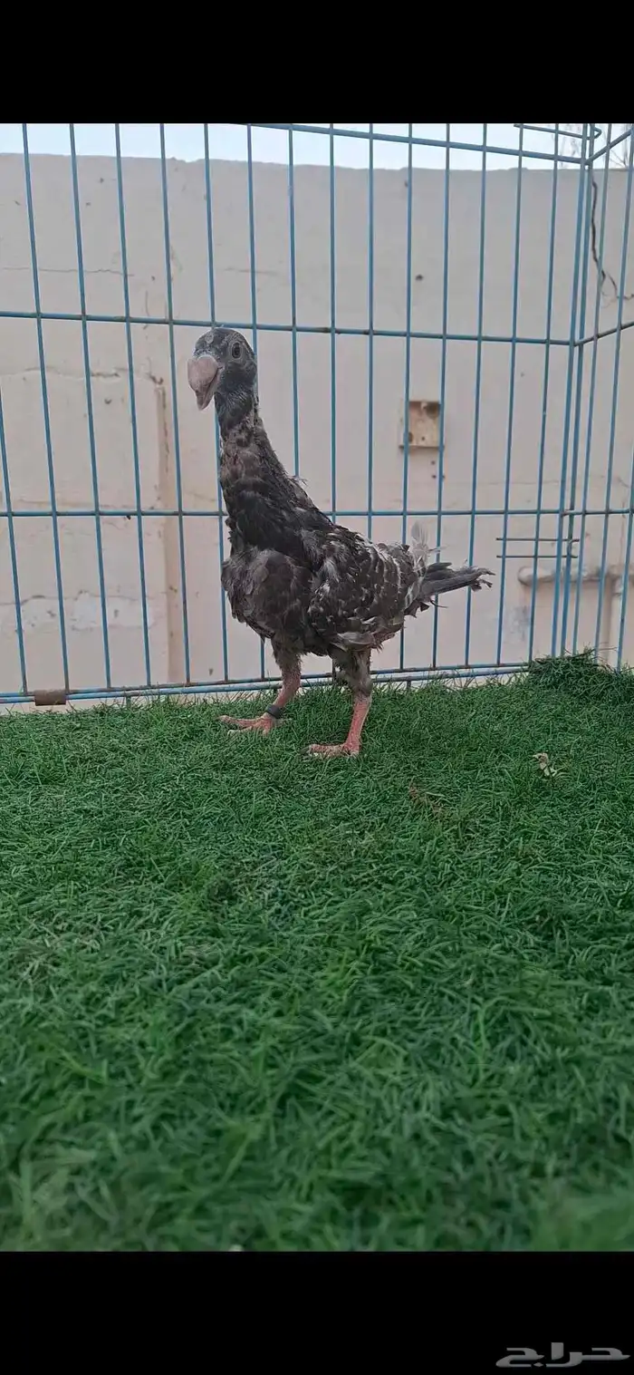 هومر اوفر 0