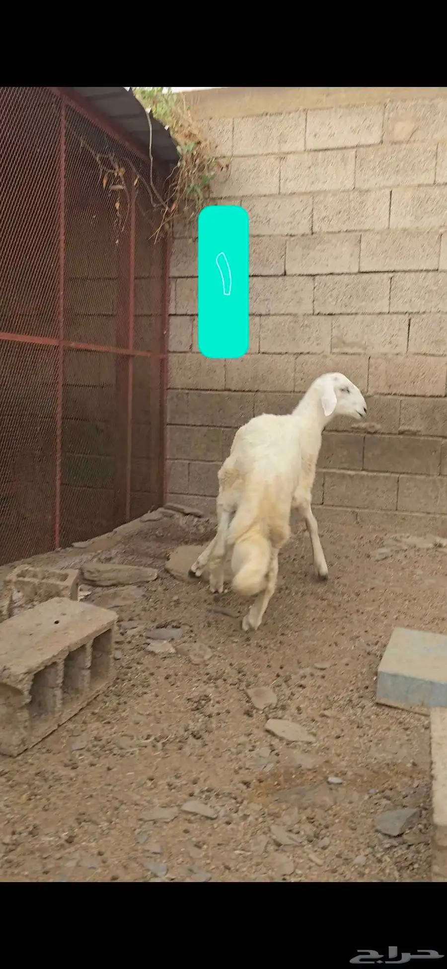 مشاريع فحول 2