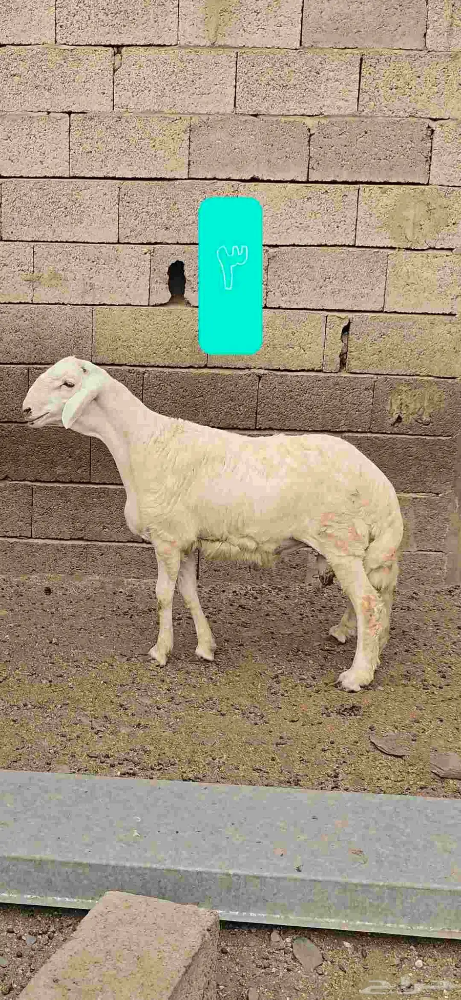 مشاريع فحول 4