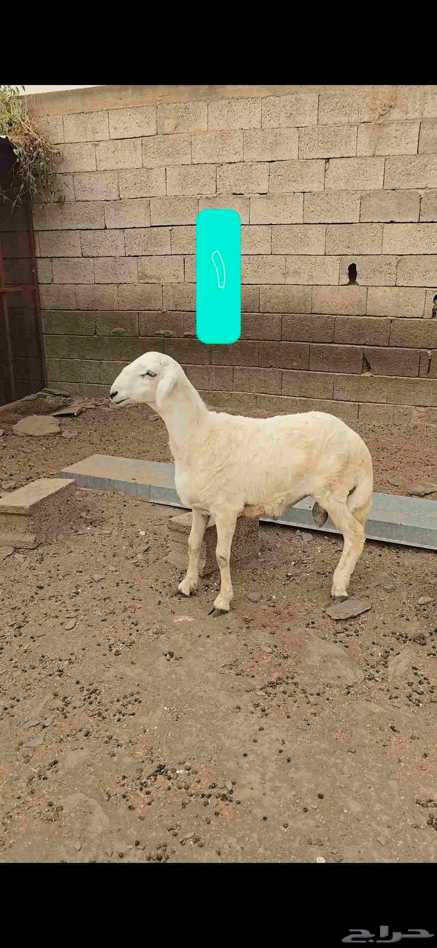 مشاريع فحول 1