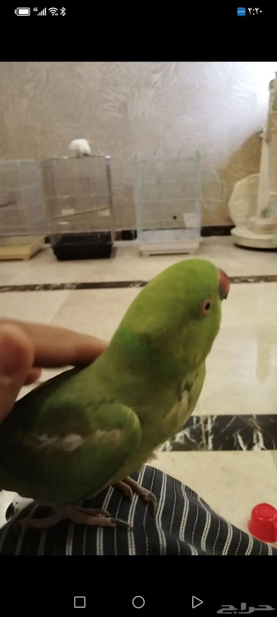 للبيع درتين وحده اليفه ومتكلمه 3