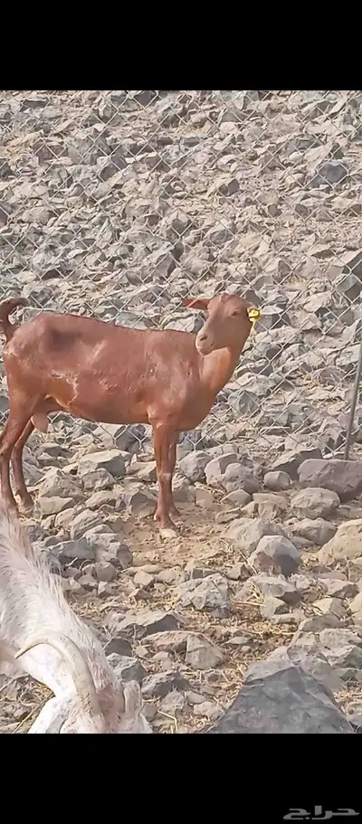 للبيع السن سديسا الصامل يتواصل مع هذا الرقم 0