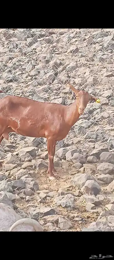 للبيع السن سديسا الصامل يتواصل مع هذا الرقم 1