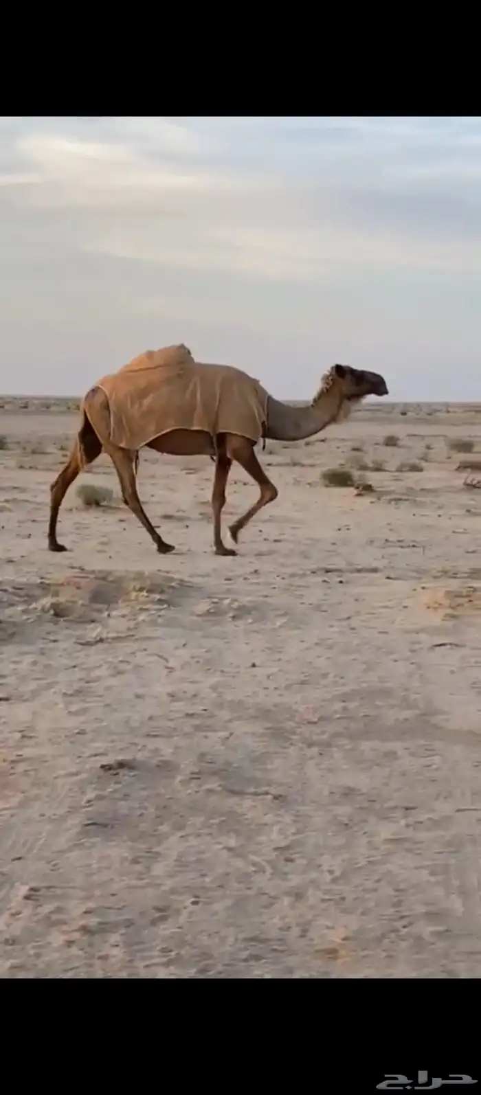 لقحه هديه لها بالقاح حول 8 شهور 0