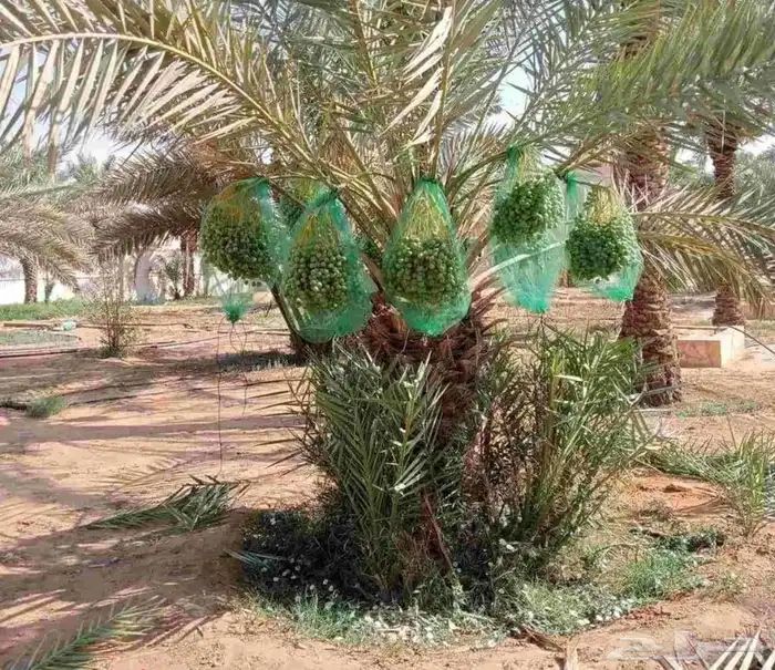 نعمل في مجال النخيل والشبوك وبنيان الحجر 3
