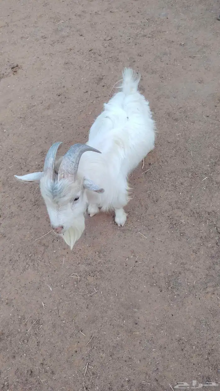 ماعز قزم ثني فحل مشروط 1