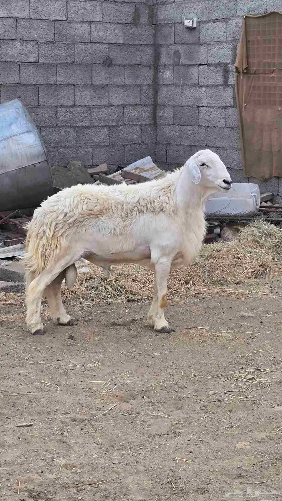 فحل حري صنف فاخر 1