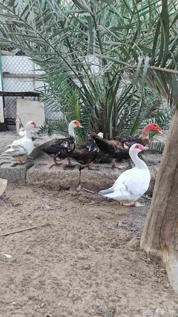 بط مصري 0