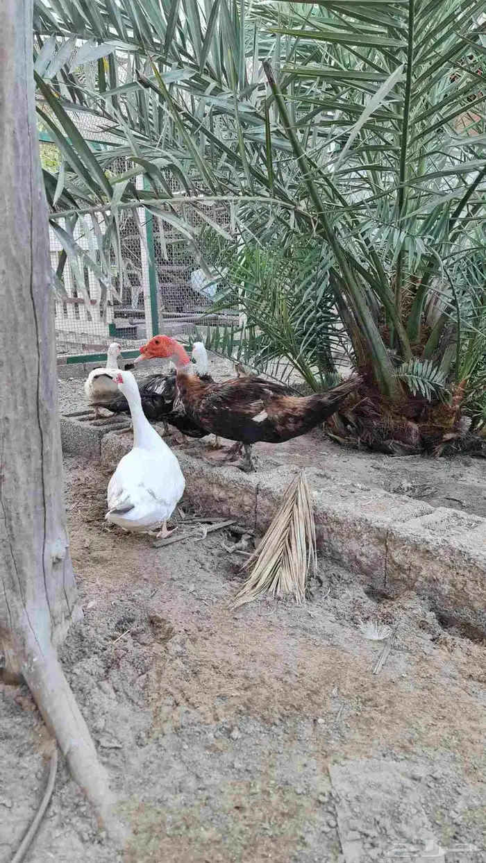 بط مصري 1