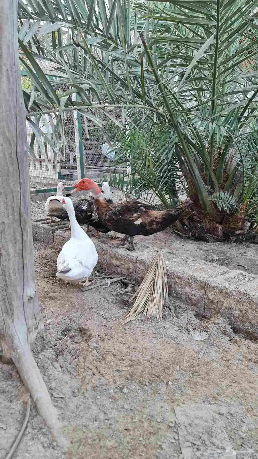 بط مصري 1