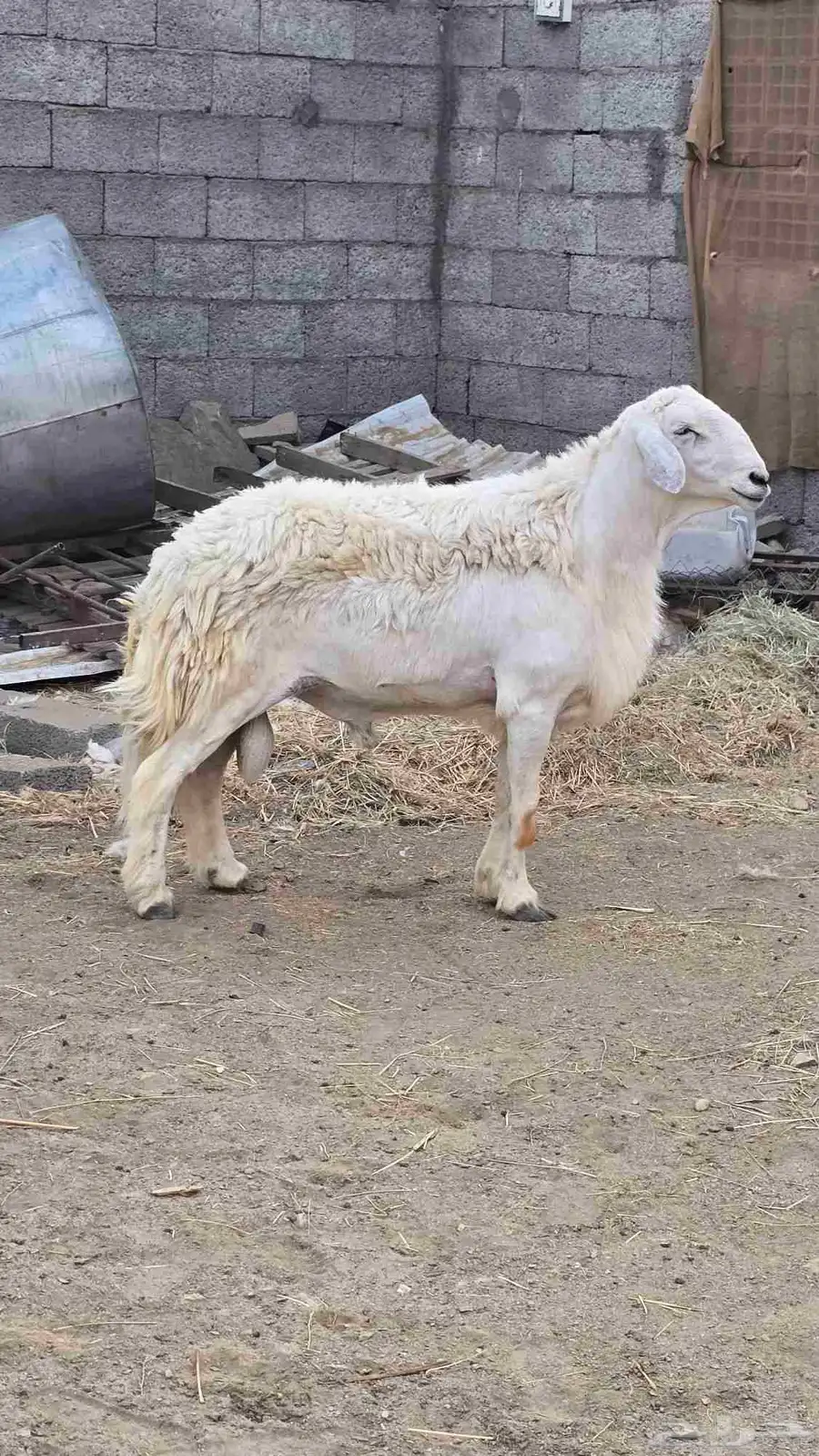 فحل حري صنف فاخر 0