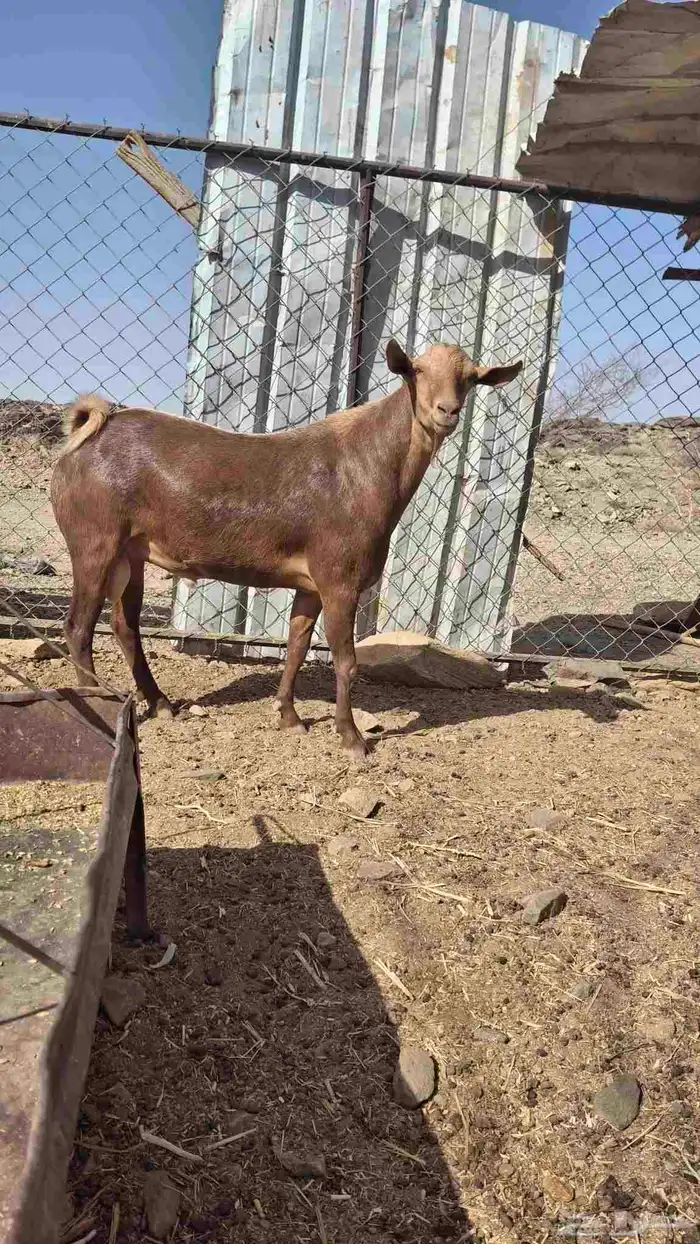 تيس كفو على الشرط توة رباع 1
