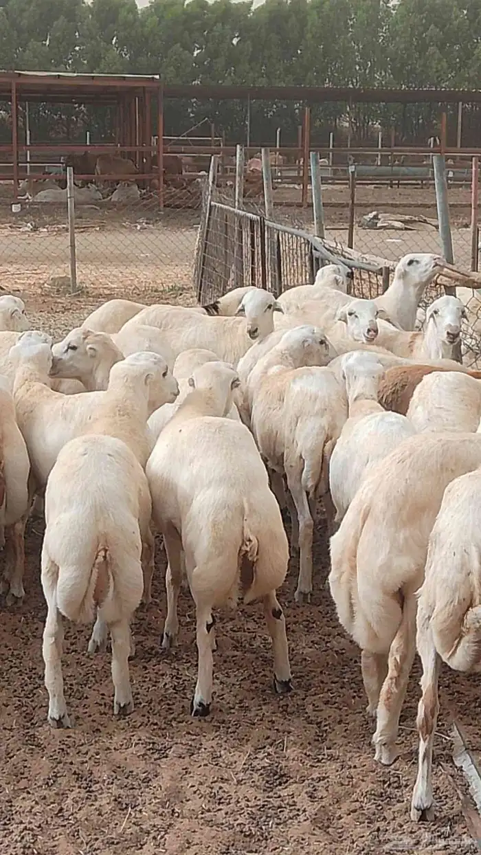 معنا كباش بلدي ذبايح طيبه معنا تيوس بلدي لباني رقم واحد 9