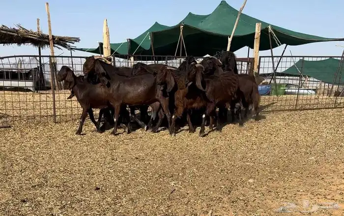 معزا قبرصيات نوادر((( تم البيع ))) 0
