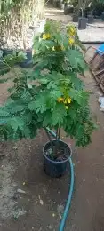تيل طبيعي 8