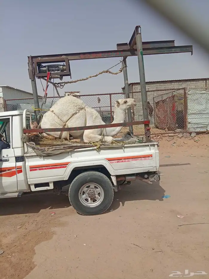 قعداني. للبيع مفاريد زوجات ومبادي الموقع نجران 6