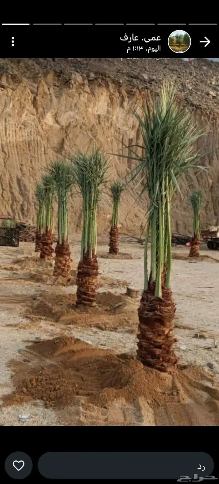 يوجد لدينا نخل عربي واشنطني خلاص ملوكي روثانا برحي 0
