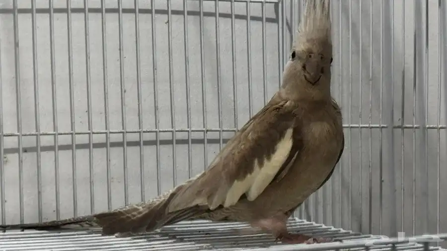 جده أبرق الارغامه 3