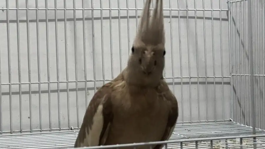 جده أبرق الارغامه 5
