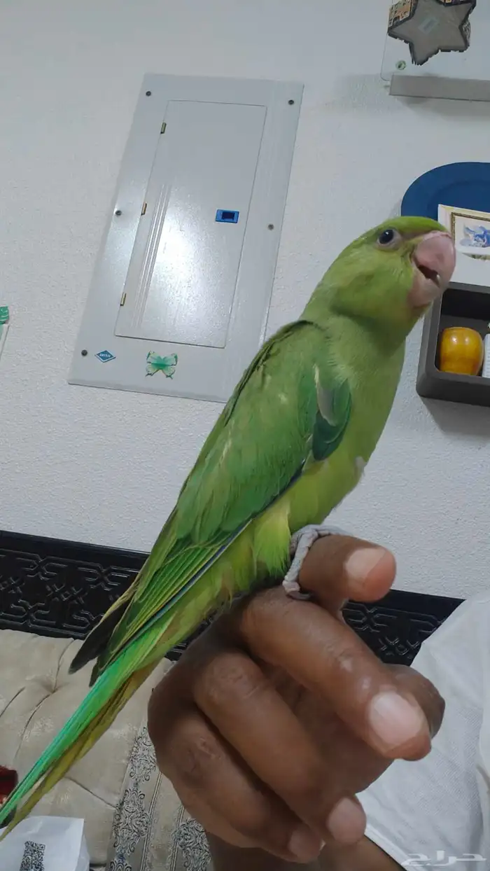 فرخ دره 0