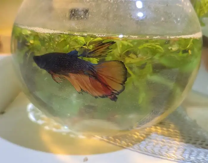Betta Fish 3