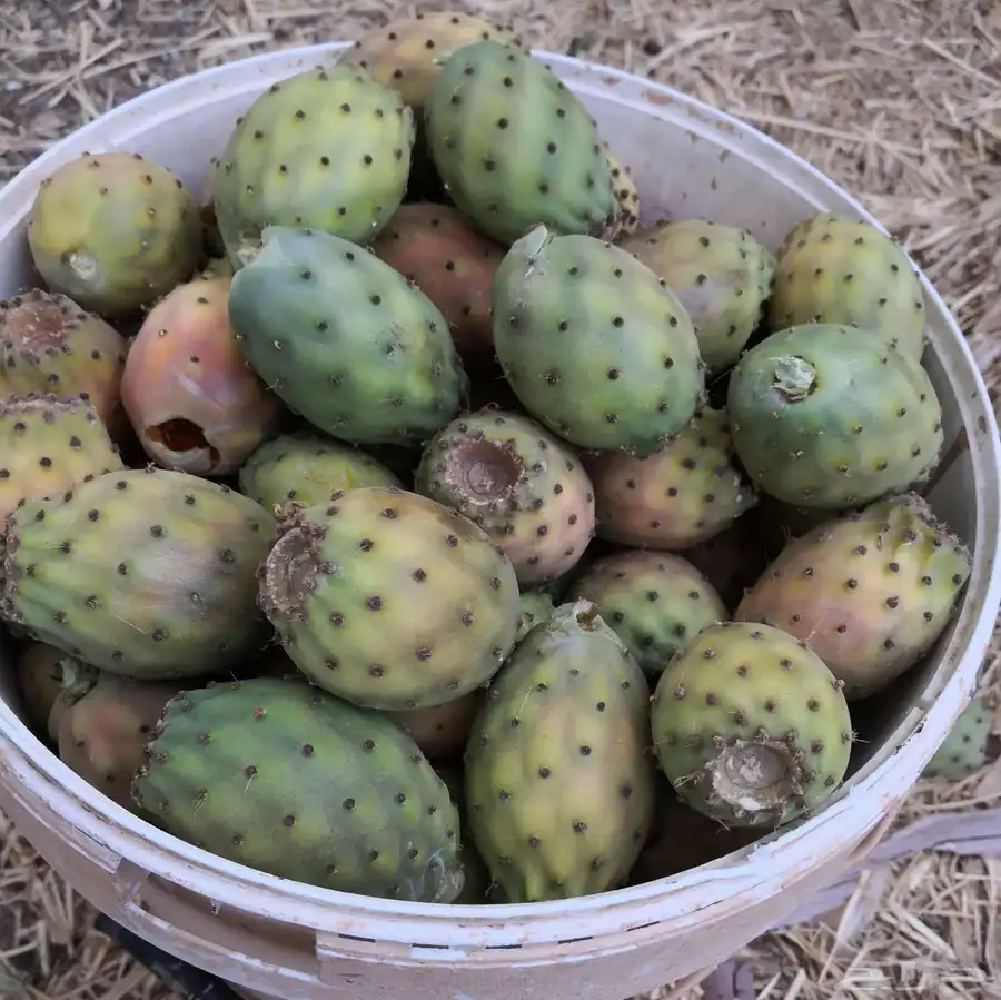 برشومي الباحه 0