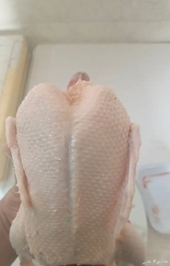 بط بكيني مذبوح 1