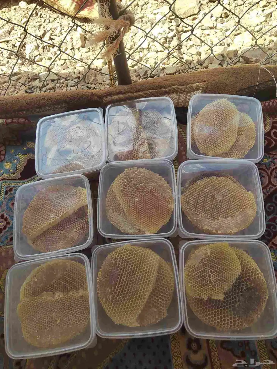 اعسل قرض مع طلح موجود في لدمه 0