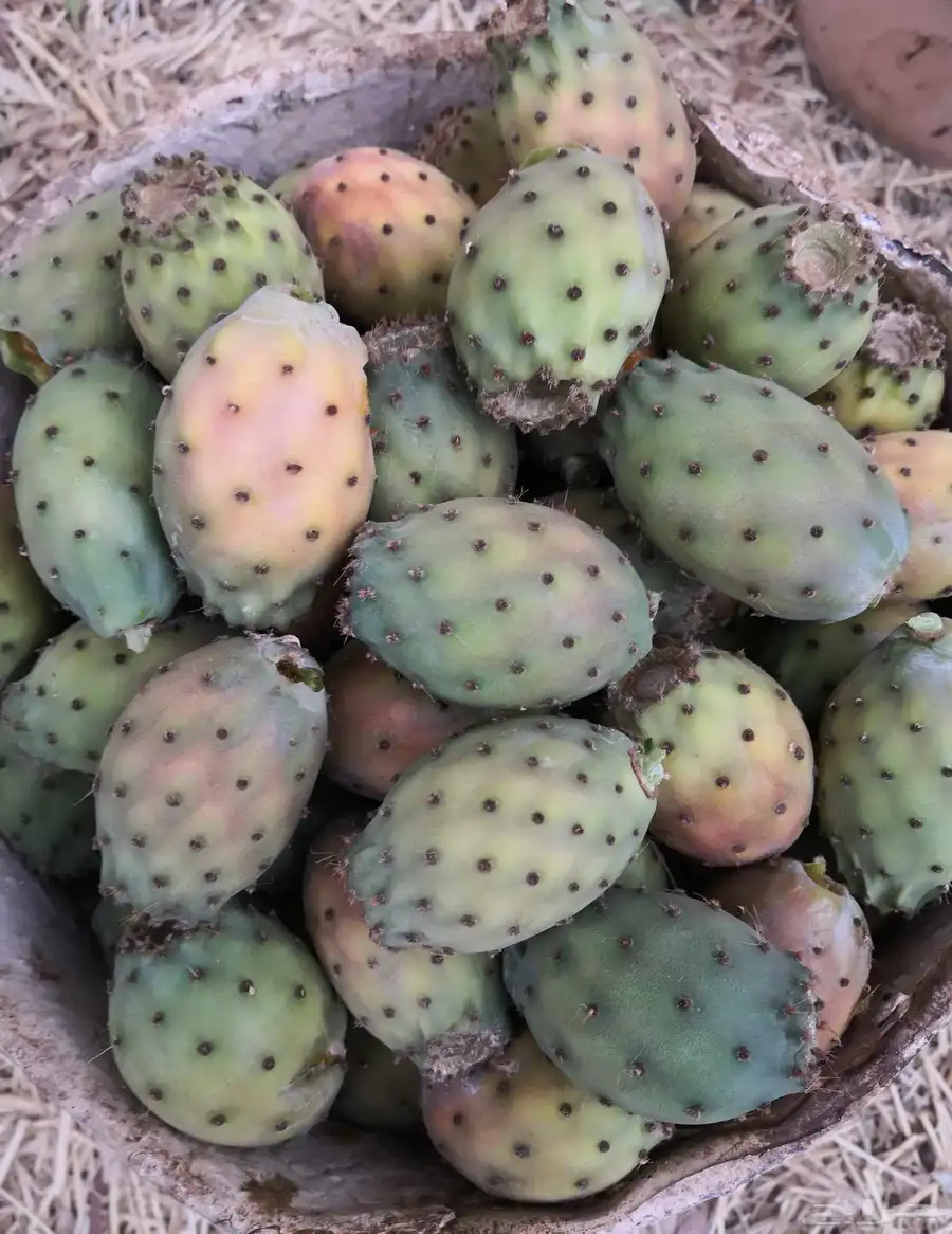 برشومي الباحه 1