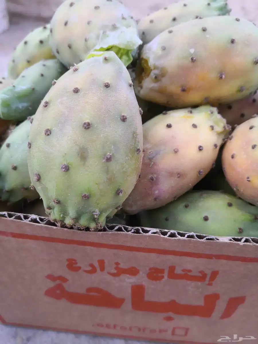 برشومي الباحه 2