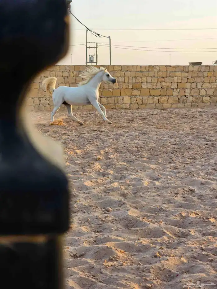 حصان عربي واهوا ركوب للبيع 6