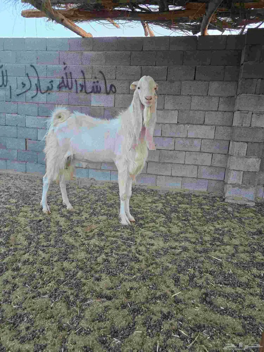 تيس فحل 0