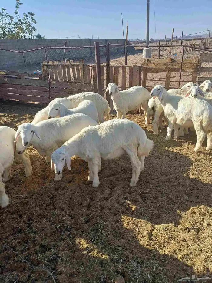 طليان للبيع 3