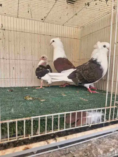 جوز قطيفي مكتف 3