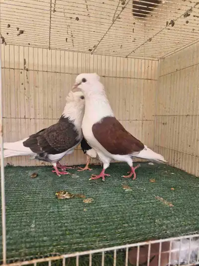 جوز قطيفي مكتف 1