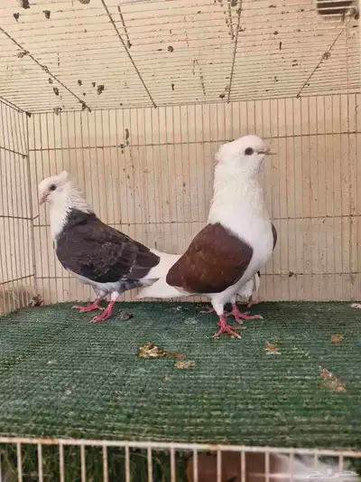 جوز قطيفي مكتف 4