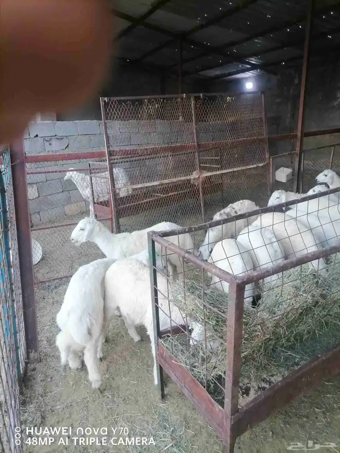 للبيع طليان فاخرة للمناسبات حري 0