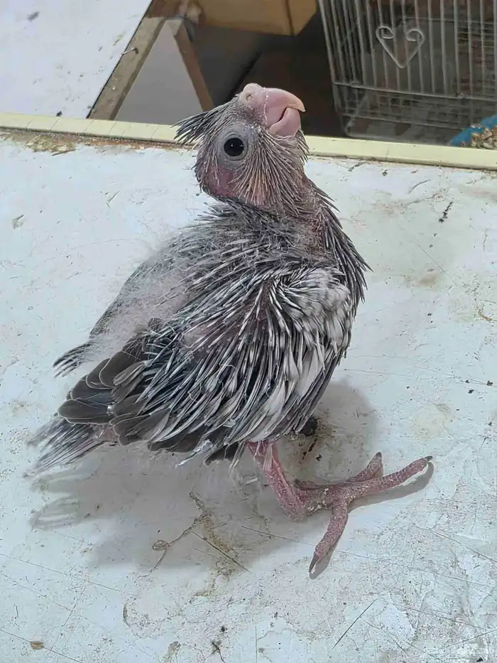 فرخ كروان غر 2