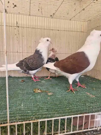 جوز قطيفي مكتف 2