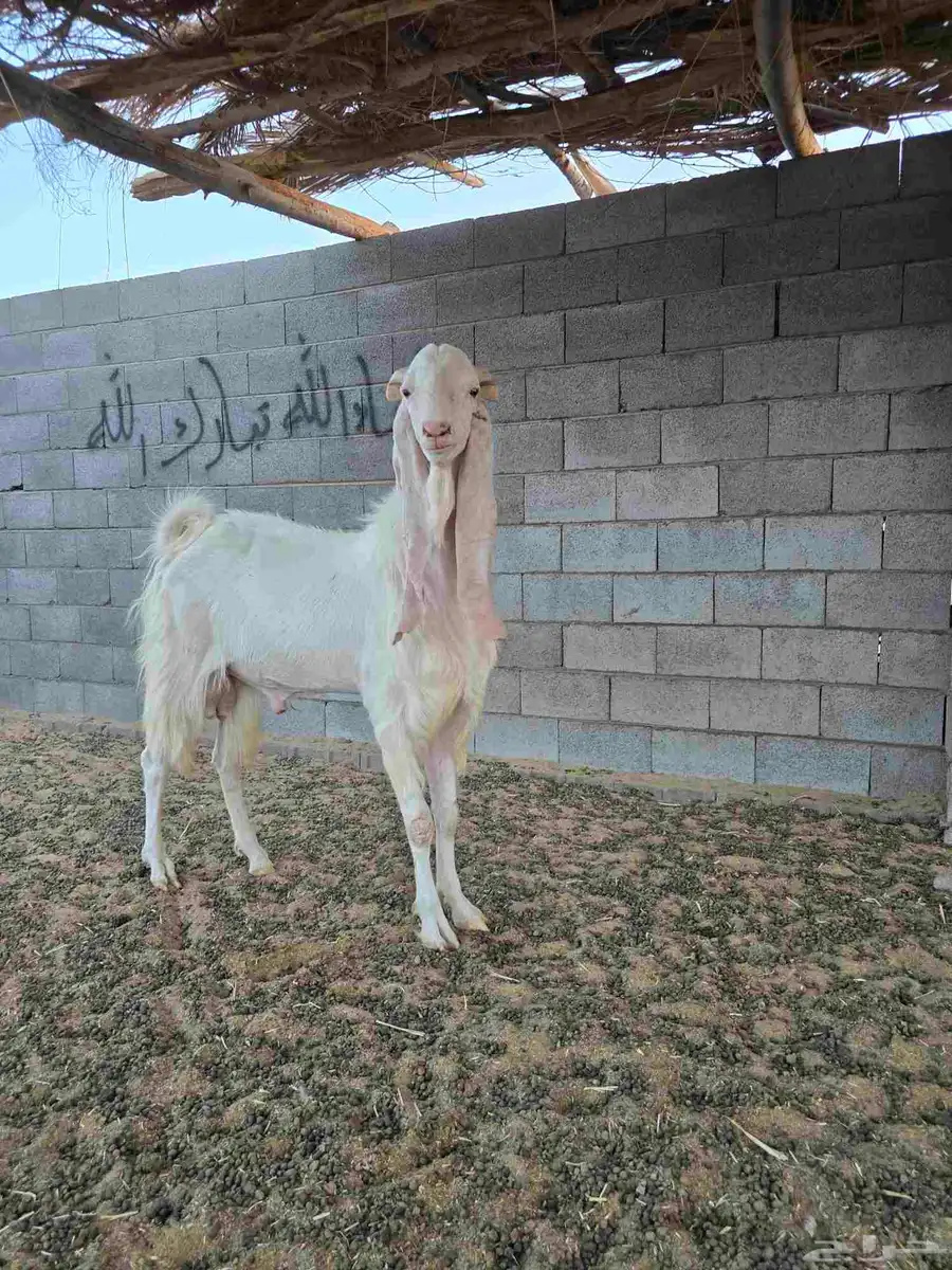 تيس فحل 2