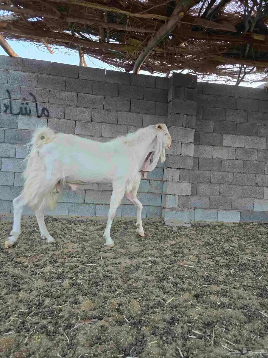 تيس فحل 5