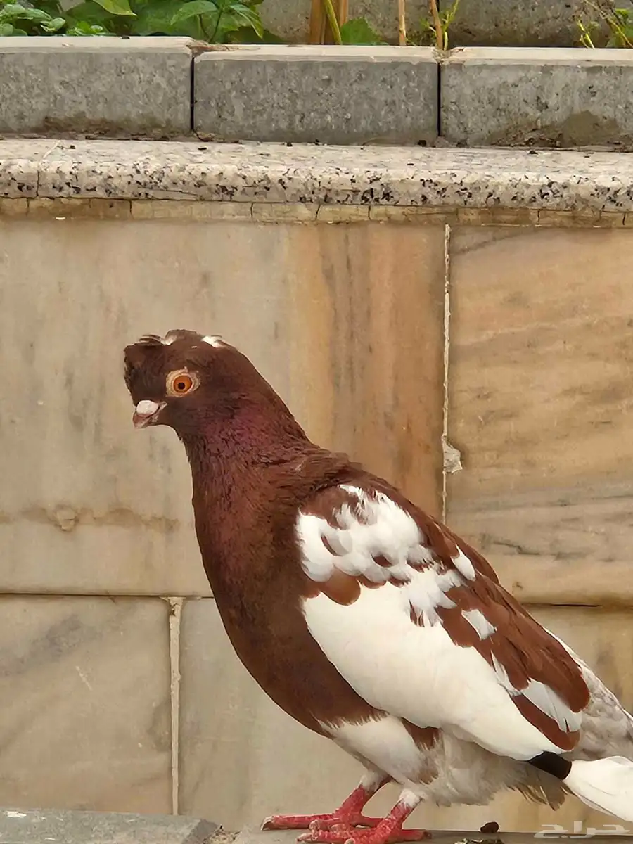حمام صيني منتج زوج 6