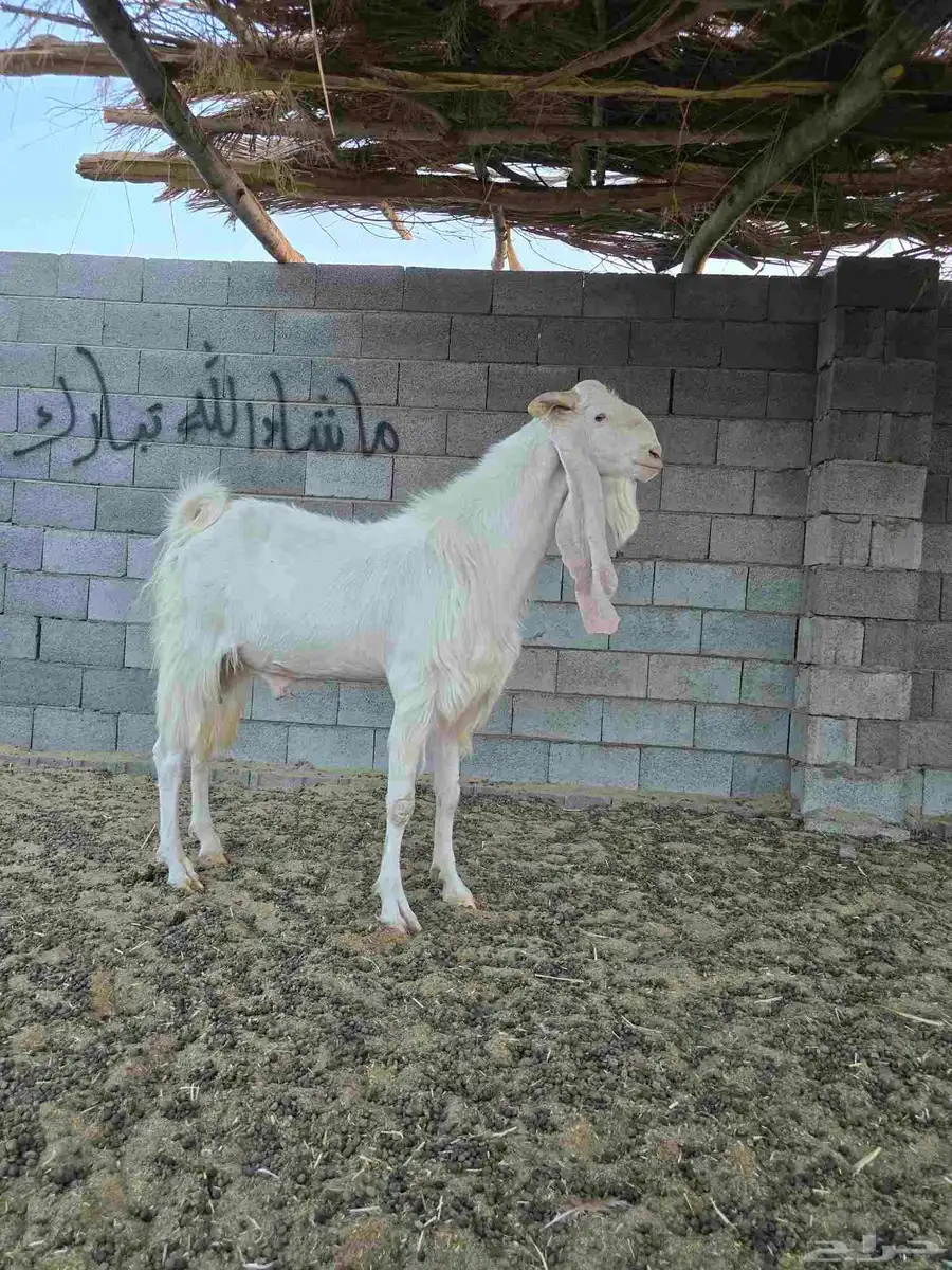 تيس فحل 4