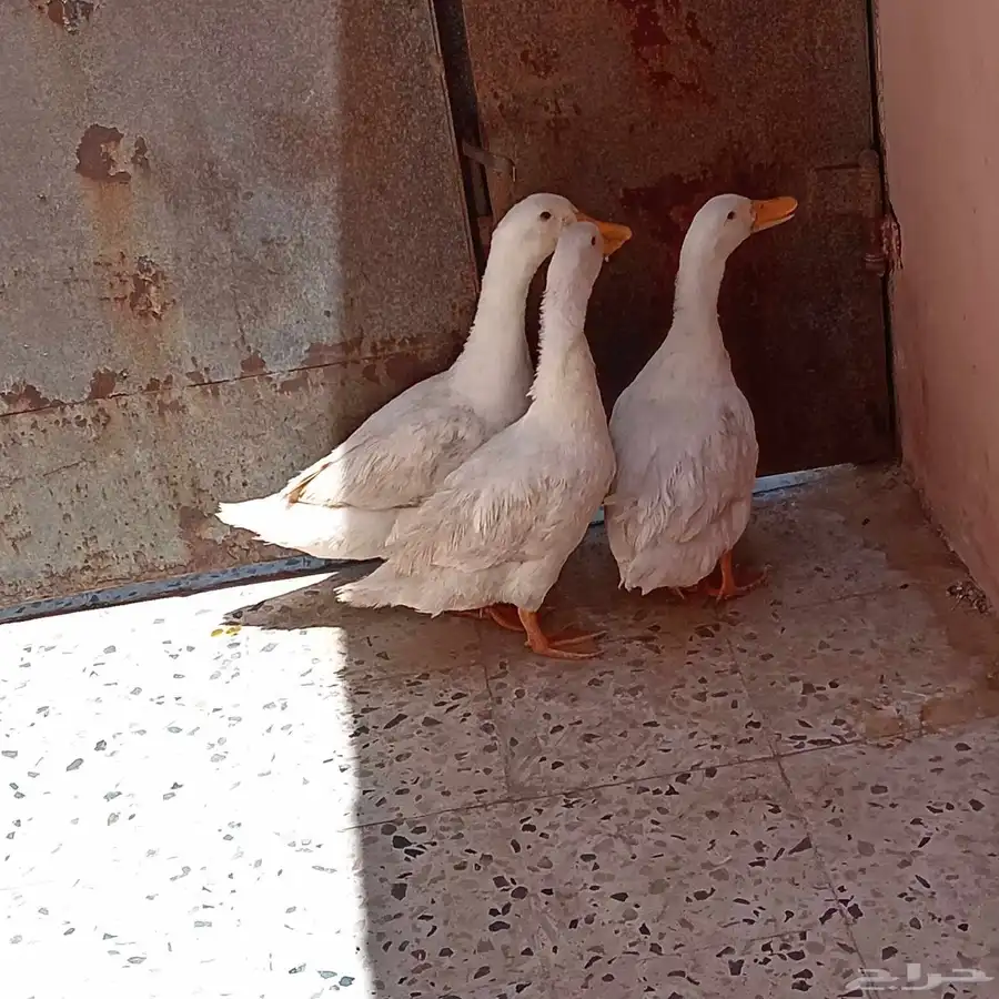 بط بكني لبيع عمره سنه 1