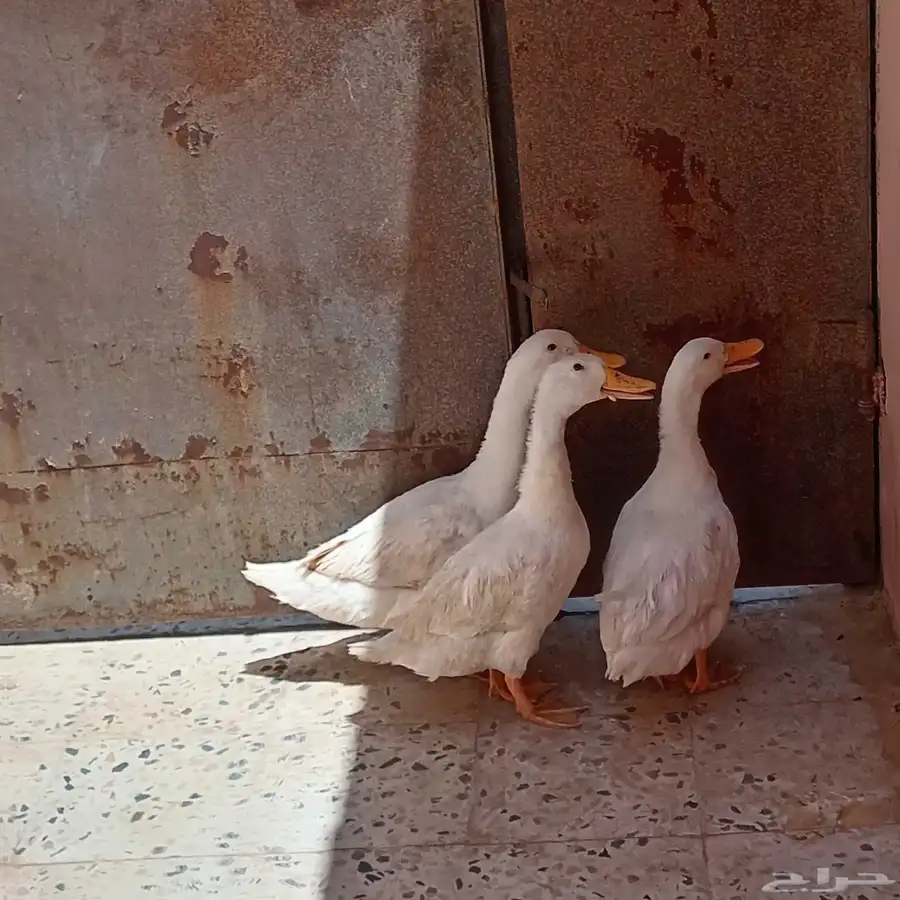 بط بكني لبيع عمره سنه 0
